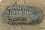 Corynexochid (Paralejurus) Trilobite - Lghaft, Morocco #210166-1